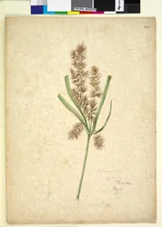 Seite 243. Mariscus